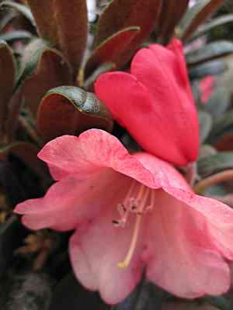 Preview: Rhododendron yakushimanum Hybride Debbie Dane - Ball Alpenrose - 30-40 cm