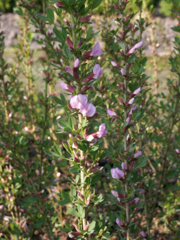 Cytisus purpureus (30-40 cm) Rosenginster