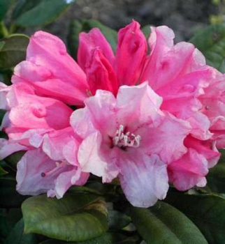 Rhododendron yakushimanum Colibri - Ball-Alpenrose - 30-40cm