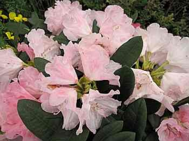 Rhododendron yakushimanum "Graf Anton Günter" (25cm-30cm)