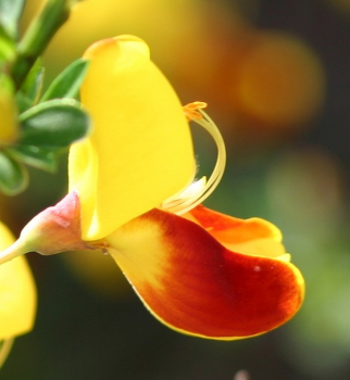 Cytisus scoparius Firefly (40-60 cm) Gelbroter Ginster Firefly