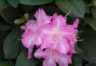 Rhododendron yakushimanum "Lumina" - Ball-Rhododendron (25cm-30cm)