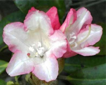 Rhododendron yakushimanum "Minikin" (25cm-30cm)