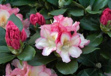 Rhododendron yakushimanum "Napoli" (25cm-30cm)