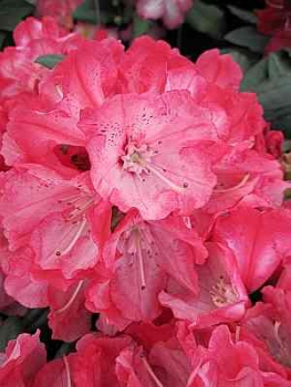 Rhododendron yakushimanum "Pingpong" (25cm-30cm)