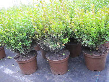 Preview: Buxus microphylla Faulkner - Buchsbaum Faulkner - immergrün - 25-30 cm