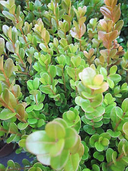 Buxus microphylla Faulkner - Buchsbaum Faulkner - immergrün - 25-30 cm