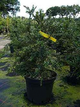 Buxus sempervirens Pendula - Gewöhnlicher Buchsbaum Pendula - Hängender Buchsbaum - 50-60 cm