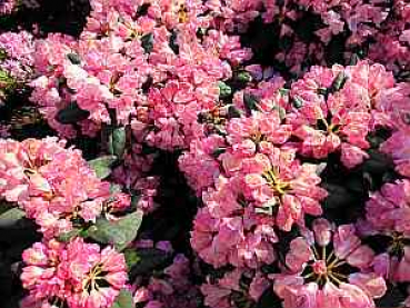 Rhododendron yakushimanum "Polaris" (25-30cm)