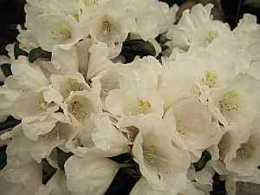 Rhododendron yakushimanum "Power Girl" (25-30cm)