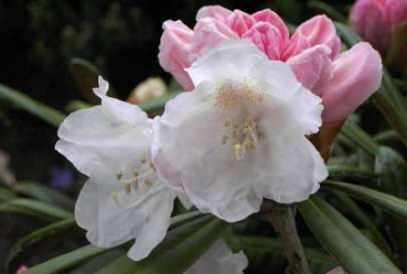 Rhododendron yakushimanum "Schwanensee" (25-30cm)