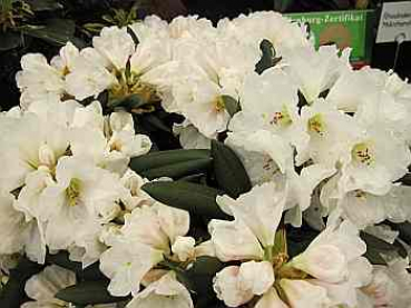Preview: Rhododendron yakushimanum "Senator Henry Jackson" (25-30cm)