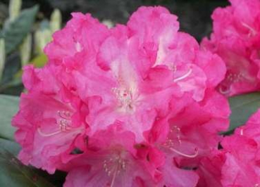 Rhododendron yakushimanum "Sonatine" (25-30cm)