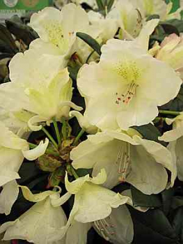 Preview: Rhododendron yakushimanum "Stern von Japan" (25-30cm)