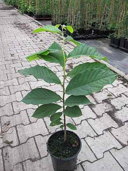 Indianerbanane Sunflower