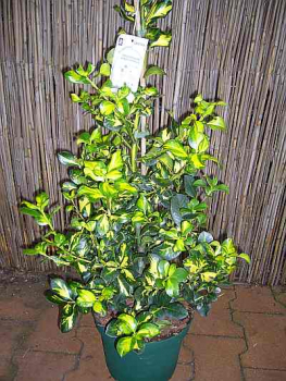 Ilex altaclerensis Lawsoniana - Europäische Stechpalme Lawsoniana - Gewöhnliche Stechpalme - Gemeine Stechpalme -