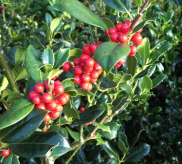 Preview: Ilex aquifolium J. C. van Tol - Stechpalme J. C. van Tol -