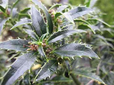 Preview: Ilex aquifolium Myrtifolia - Myrtenblättrige Stechpalme - Myrtenblättriger Ilex -