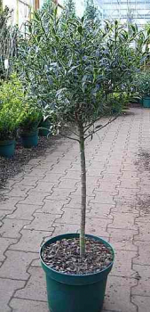 Preview: Ilex aquifolium Myrtifolia - Myrtenblättrige Stechpalme - Myrtenblättriger Ilex -