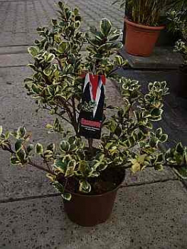 Ilex meserveae CasanovaⓈ - Amerikanische Stechpalme CasanovaⓈ - Amerikanischer Ilex - Amerikanische Hülse -