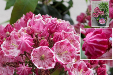 kalmia latifolia kaleidoscope