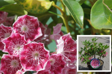kalmia latifolia pinwheel