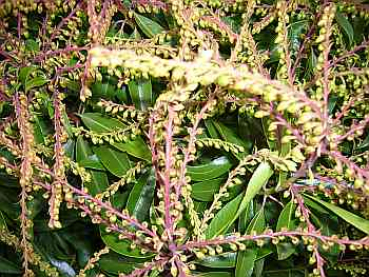 Pieris japonica 'Brouwers Beauty' (30-40 cm) - Japanische Lavendelheide