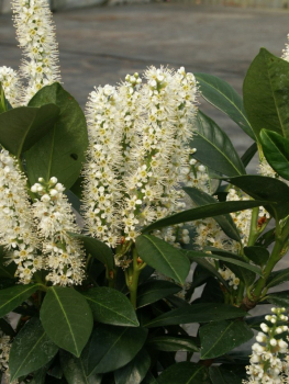 Prunus laurocerasus 'van Nes' (40-60 cm) - Lorbeerkirsche (Kirschlorbeer)