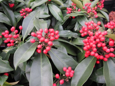 Skimmia 'reevesiana' (20-25 cm) - Japanische Skimmie