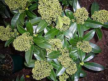 Skimmia japonica 'Fragrant Cloud' (25-30 cm) - japanische Skimmie