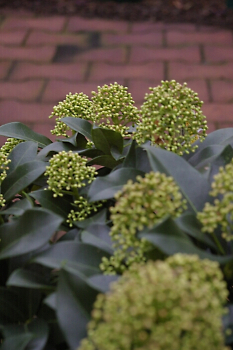 Skimmia japonica Fragrant Cloud 25-30 cm - Japanische Skimmie Fragrant Cloud