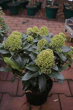 Skimmia japonica Fragrant Cloud 25-30 cm - Japanische Skimmie Fragrant Cloud