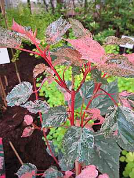 Acer conspicuum Red Flamingo - Strauchahorn