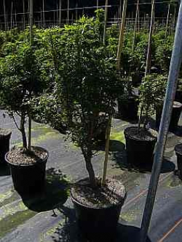 Acer platanoides Nowusch - Zwerg-Spitz-Ahorn