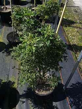 Preview: Zwerg-Spitz-Ahorn - Acer platanoides