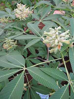 Rote Rosskastanie - purple Spring - Aesculus pavia
