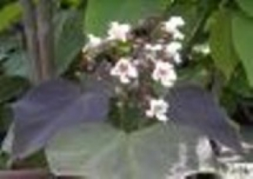 Bohnen - Trompetenbaum - Catalpa erubescens purpurea