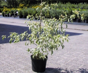 Cornus alternifolia 'Argentea' (40-60 cm)- Etagen-Hartriegel (Pagoden-Hartriegel)