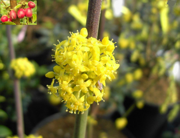 Cornus mas golden Glory - amerikanische Kornelkirsche - gelber Hartriegel