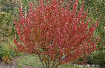 Preview: Cornus offizinalis - Hartriegel