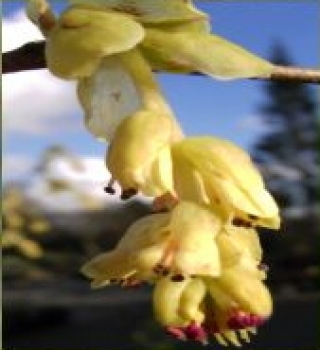 Corylopsis spicata - Hohe Scheinhasel - Ährige Blumenhasel / Scheinhasel 60-80cm