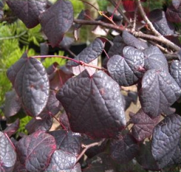 Disanthus cercidifolium (40-60 cm) Doppelblüte