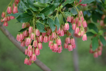 Prachtglocke - Enkianthus campanulatus