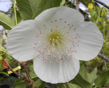 Eucryphia nymansensis Nymansy - chilenischer Kamelienbaum-  Scheinulme
