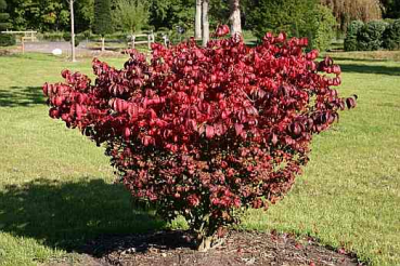 Euonymus alatus Compactus (30-40 cm) - Kompaktes Pfaffenhütchen (Niedriger Spindelstrauch)