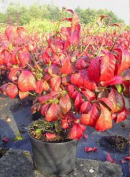 Euonymus alatus Compactus (30-40 cm) - Kompaktes Pfaffenhütchen (Niedriger Spindelstrauch)