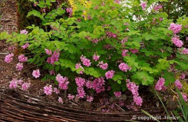 Indigofera kirilowii (30-40 cm) Indigostrauch