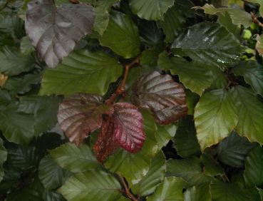 Preview: roter Neuaustrieb der Blutbuche - Fagus sylvaticica purpurea - Saemling