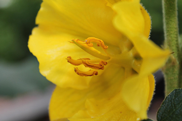 Fremontodendron californicum California Glory (40-60 cm) gelber Flanell-Strauch, Flanellbusch