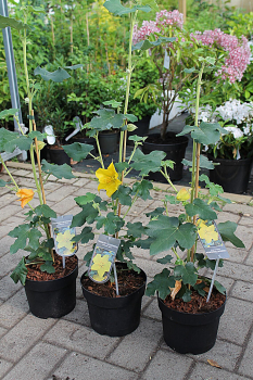 Preview: Fremontodendron californicum California Glory (40-60 cm) gelber Flanell-Strauch, Flanellbusch
